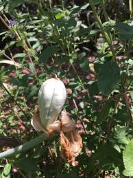 What are the main ingredients in juul pods? Iris Propagation Under The Solano Sun Anr Blogs