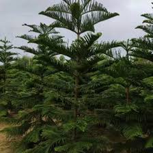 Image result for Araucaria cunninghamii