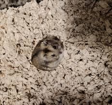 Trang cá nhân của Atlantic Critters Rescue