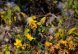 Image result for Hypericum revolutum