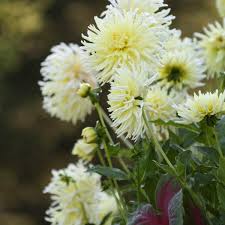When the word cactus comes to mind, it's always a picture of a tall green plant with thorns sticking out of it, standing in the middle of the dessert. There S A Dahlia For Every Garden And Gardener National Garden Bureau