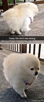 22 Hilarious And Funniest Cute Animal Memes Make Me Laugh Meme Cell Funny Animals Funny Dog Pictures Funny Animal Memes
