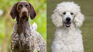 There are 57 poodle pointer for sale on etsy, and they cost nz$37.77 on average. German Shorthaired Pointerpoodle Info Pictures And Traits