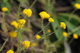 Image result for Helichrysum moorei
