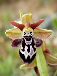 Purple plants all plants orchid images orchid flowers cacti botany diversity planting flowers beautiful flowers. Ophrys Ariadnae Unusual Flowers Strange Flowers
