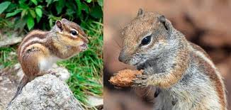 Maybe you would like to learn more about one of these? How To Get Rid Of Chipmunks The Best Traps And Repellents Review 2021