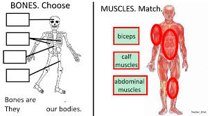 Find the perfect upper body bones stock photo. Bones Muscles And Joints Worksheet