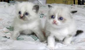 Witty ragdoll kittens mfs10wks shots utd with papers. Kitten Sale Denver