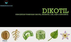 We did not find results for: Pengertian Tumbuhan Dikotil Jenis Struktur Ciri Dan Contohnya