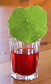 Cnn meteorologist pedram javaheri explains why leaves turn red and orange when the autumnal equinox rolls around. Science For Kids Exploring How Water Travels Through Leaves Buggy And Buddy