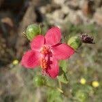 Image result for Hibiscus aponeurus