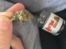 Cannabis grow journals, strain reviews by home growers, harvests and trip reports. High Cbd Strain Mai Tai Cookies 10 Cbd 7 Thc Very Cool High Trees