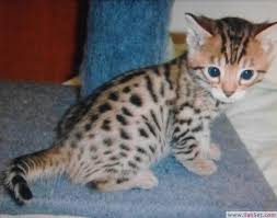 Bengal Kedisi Kedi Ilanlari Merkez Antalya