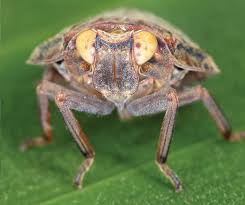 Image result for Asplenium markusbeckeri