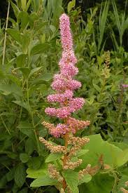 Image result for Scolopia theifolia