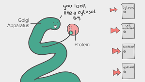 We did not find results for: Cellular Organelles And Structure Article Khan Academy