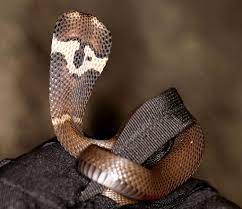 Chinese Cobra Naja Atra Cobra Snake Art Snake Venom