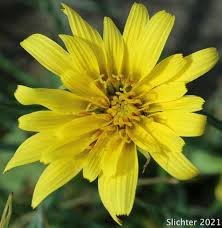 Image result for Disperis virginalis