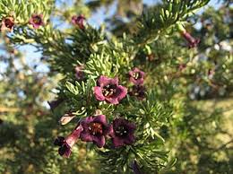 Image result for Lycium pilifolium