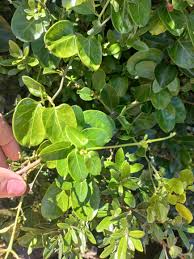 Image result for Cynanchum obtusifolium