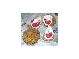 Lúc đầu băn khoăn liệu có phải quả do người việt mình trồng hay không, tìm hiểu mới biết là hàng nhập khẩu từ malaysia, anh thái (hoàng cầu, hà nội) cho biết. Cay Giá»'ng Sáº§u Rieng Ruá»™t Ä'á» Gia Chá»‰ 250 000Ä' Mua Ngay Káº»o Háº¿t Store Salezone Vn