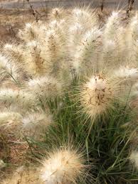 Image result for Cenchrus macrourus