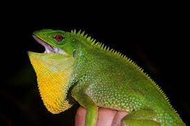 Wood Lizards And Clubtails Hoplocercidae The Biodiversity Group Focusing On Life Overlooked Lizard Reptile Biodiversity Lizard Wood Reptiles