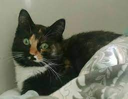 My Tuxedo Tortie 3 Prettygirl Tortie Pretty Girls Tuxedo