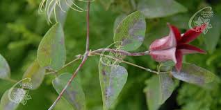 We did not find results for: Clematis Clematis Zrodlo Dobrych Pnaczy