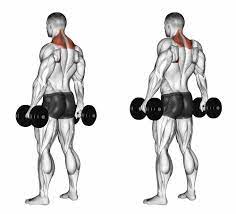 La bonne alimentation pour l'entraînement du dos. Musculation Du Dos Exercices Et Programme D Entrainement Toutelanutrition