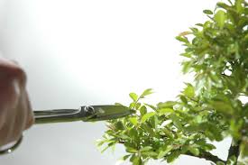 Check spelling or type a new query. How Do I Prune My Chinese Elm Bonsai Tree Bonsai Trees For Sale Uk