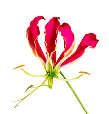 Image result for Gloriosa