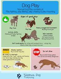 There Is Nothing Better For Dog Lovers Than Watching Dogs Play However Dog Owners Can Be Confused About Dog Play Are Dog Training Dog Care Dog Body Language