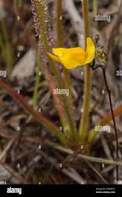 Image result for Genlisea africana