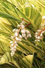 Variegated Shell Ginger Monrovia Variegated Shell Ginger Ginger Plant Plants Plants Under Trees