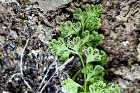 Image result for Anogramma leptophylla
