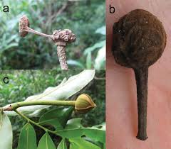 Image result for Uvaria angolensis