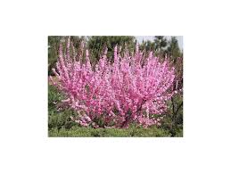 Image result for mandloň trojlaločná