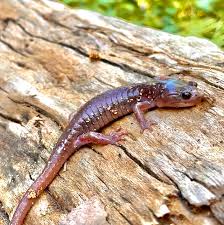 Image result for Actinanthella