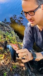 Refusing to let the creature starve, a father takes it upon himself to  rescue 💞🐦‍⬛👏