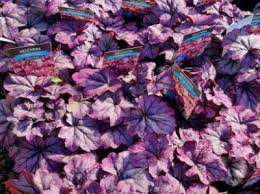 Image result for Heuchera `Swirling Fantasy`