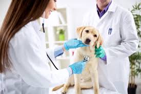 We offer exams for pets of all ages and condition. Our Story Happy Pets Mobile Vet Tampa Fl