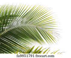 Palm leaves were used as writing materials in indian subcontinent and in southeast asia dating back to the 5th century bce and possibly much earlier. Free Palm Leaf Art Prints And Wall Artwork Freeart