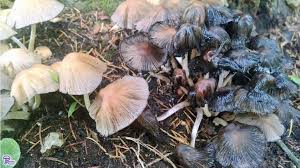 Image result for Coprinus micaceus