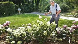 Aerial image of castle kennedy gardens. Experts Weigh In On Why It Is Such A Phenomenal Year For Hydrangeas