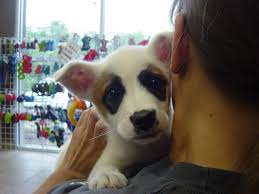A Puppy At The Birmingham Humane Society Finds A Forever Home What A Lucky Family Cute Animals Animal Lover Puppy Pictures