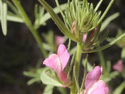 Image result for Misopates