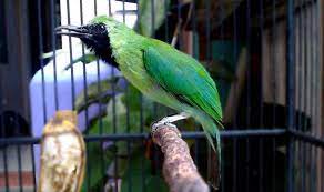16 Ciri Cucak Ijo Yang Bagus Dan Bermental Juara Burungnya Com