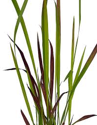 Image result for Imperata