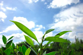 People interested in gambar fotosintesis also searched for. Proses Fotosintesis Pada Tumbuhan Ada Reaksi Terang Dan Reaksi Gelap Semua Halaman Kids